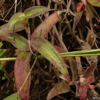 Cyanotis villosa (Spreng.) Schult. & Schult.f.